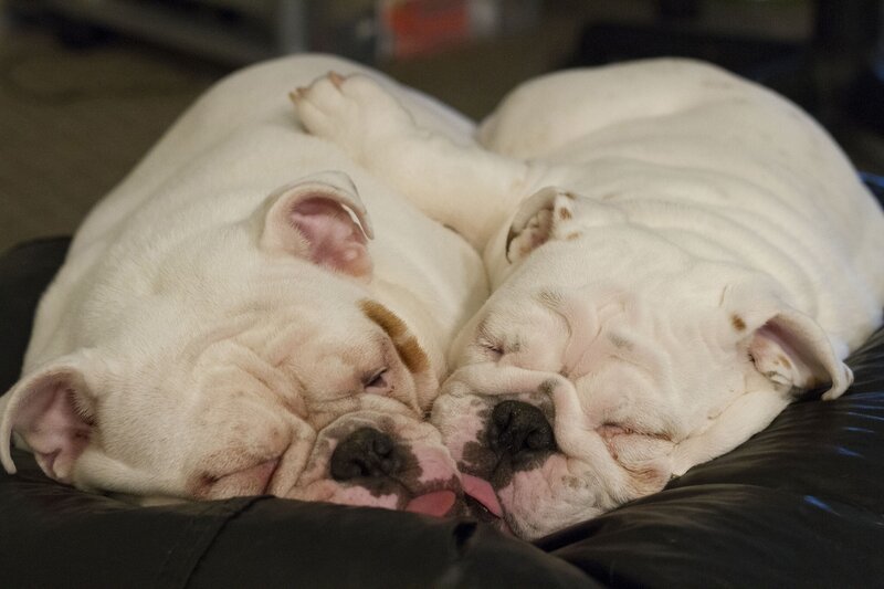 Two Bulldogs Sleeping — White