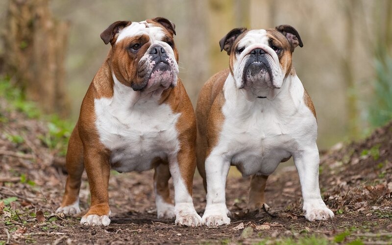 Two Bulldogs Standing — Brown