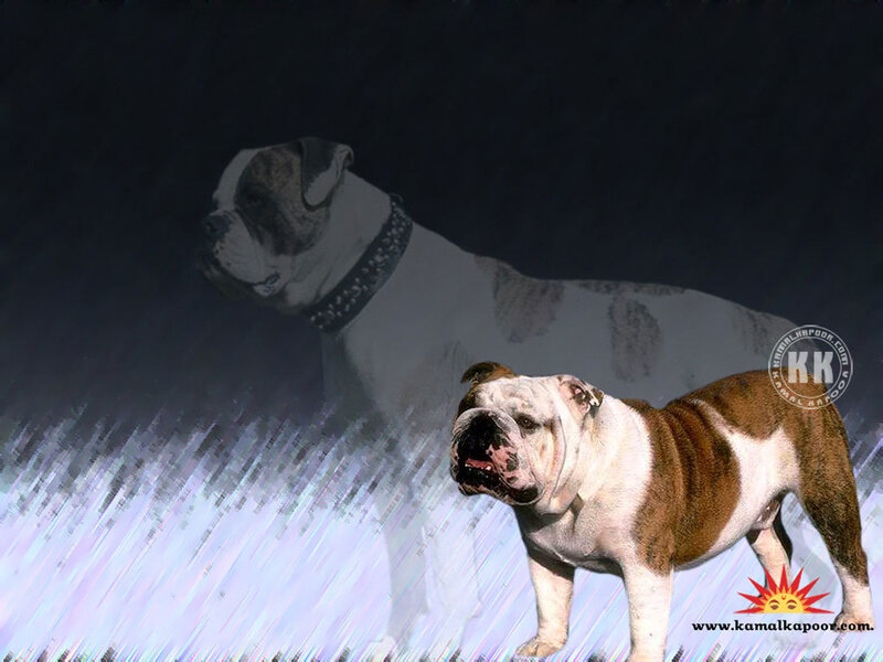 Two Bulldogs Standing