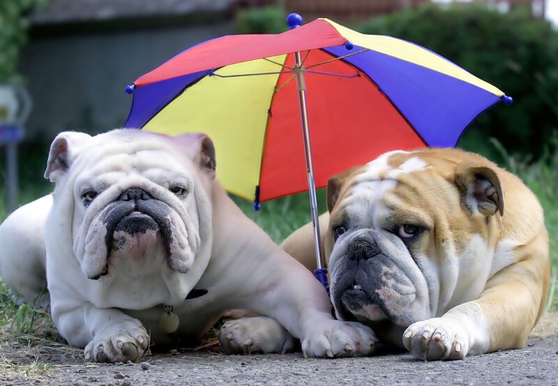 Two Bulldogs under Umbrella