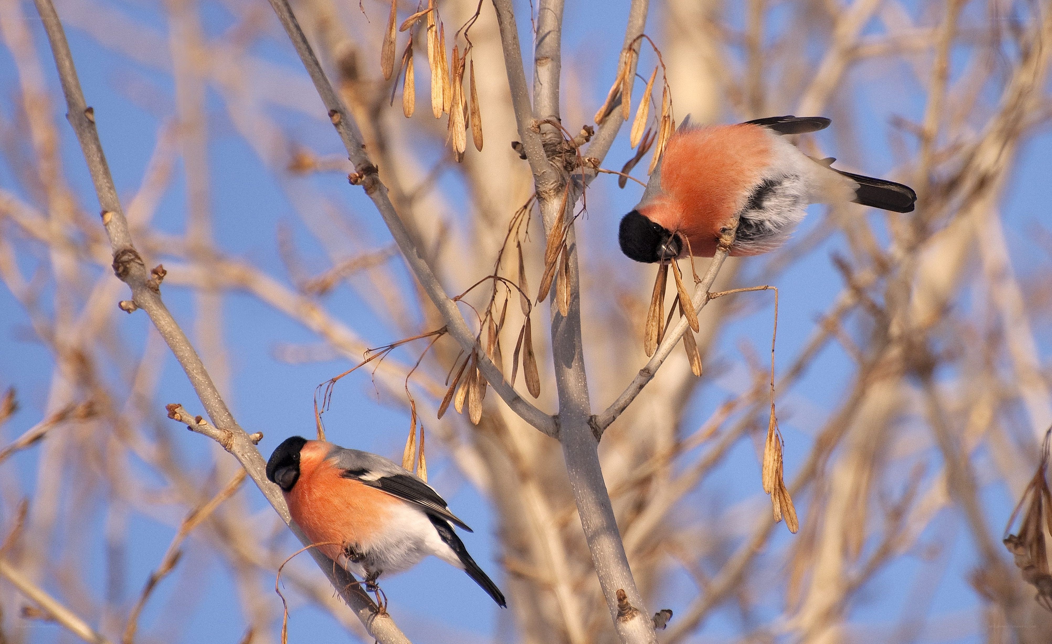 Two bullfinches on a branch