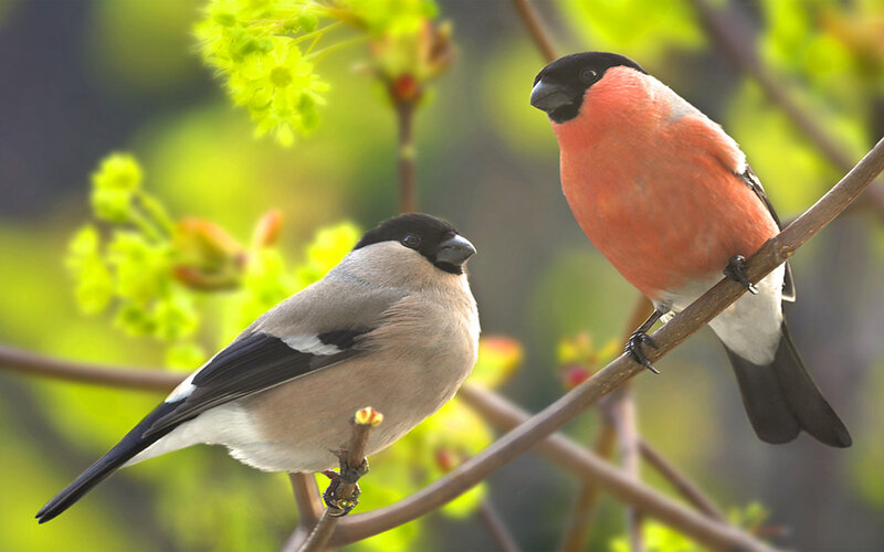 Two Bullfinches on Branch — Green