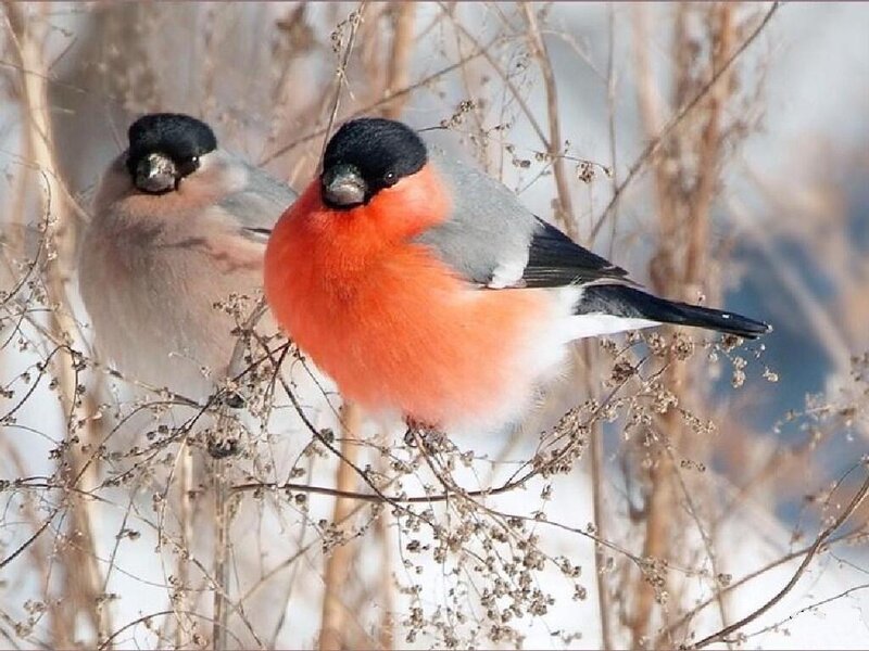 Two Bullfinches on Branch — Red, Calm