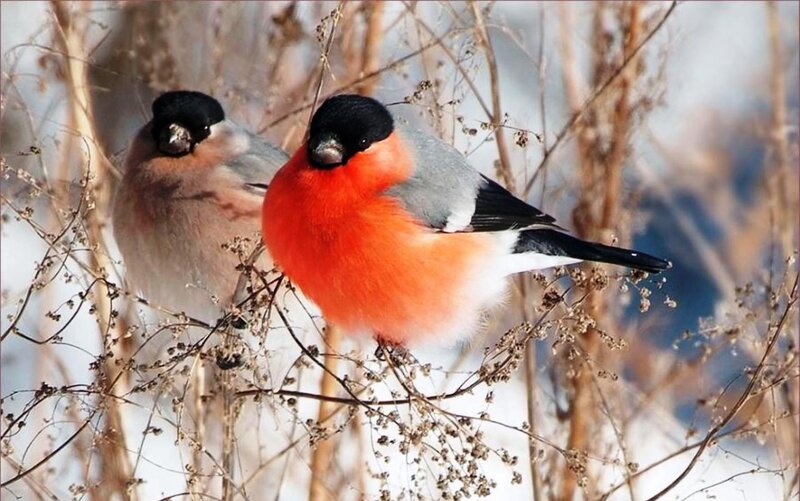 Two Bullfinches on Branch — Red, Calm, Winter