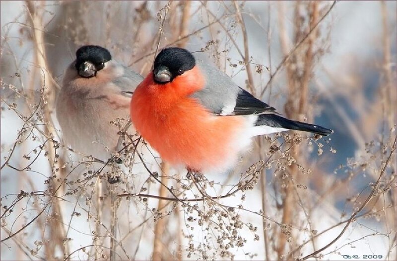 Two Bullfinches on Branch — Red