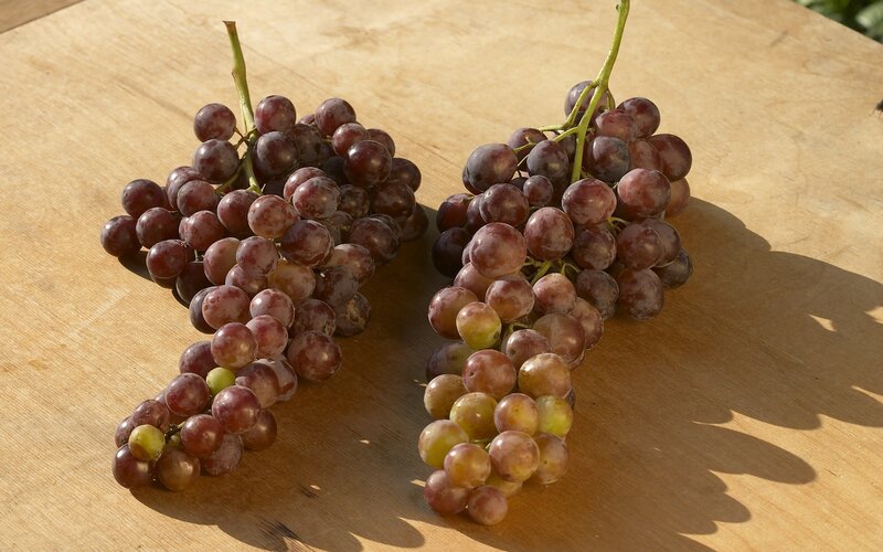 Two bunches of red grapes