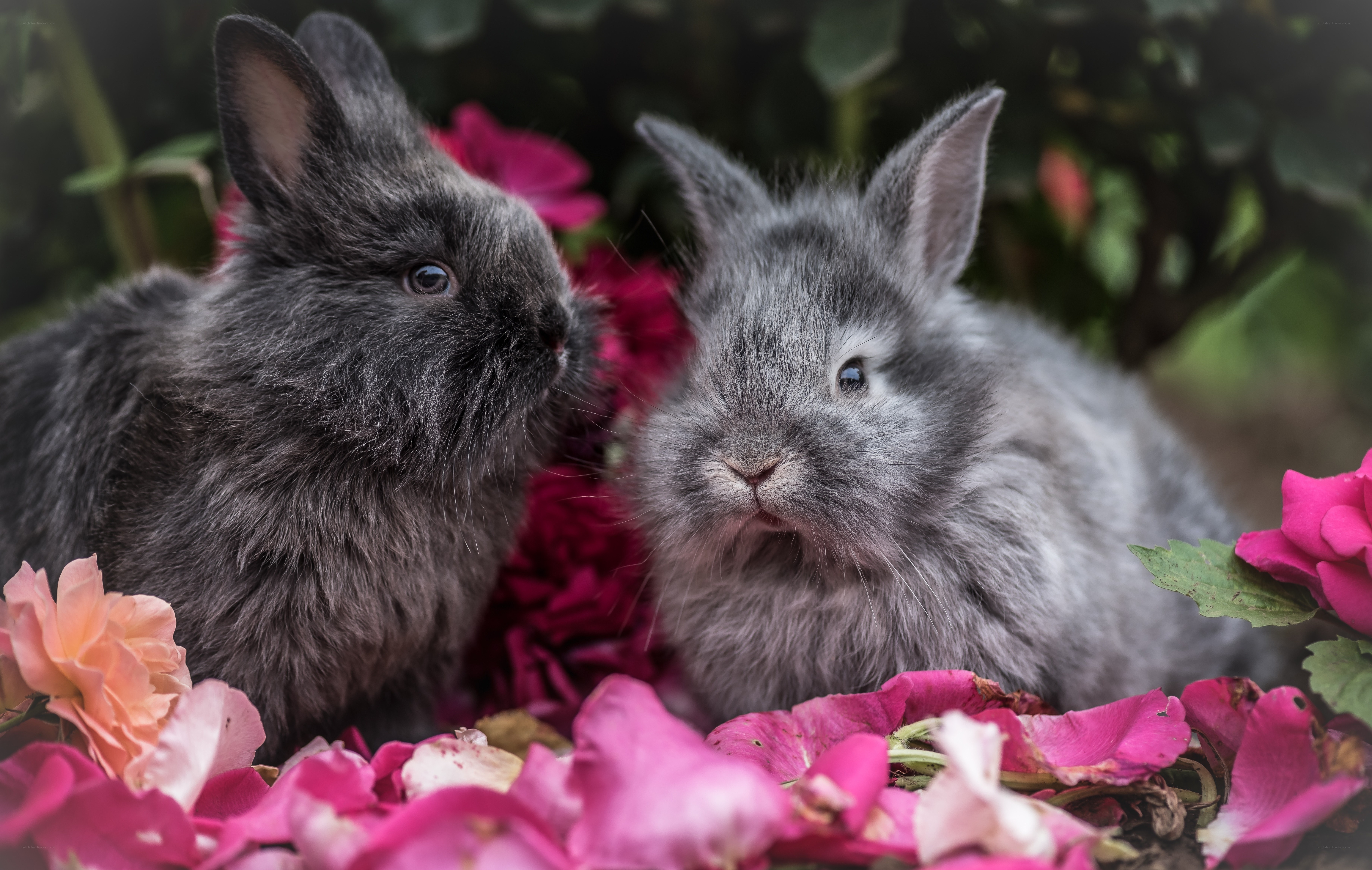 Two bunnies among flowers