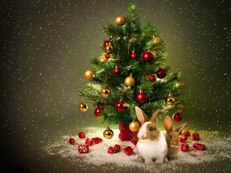 Two Bunnies by Tree