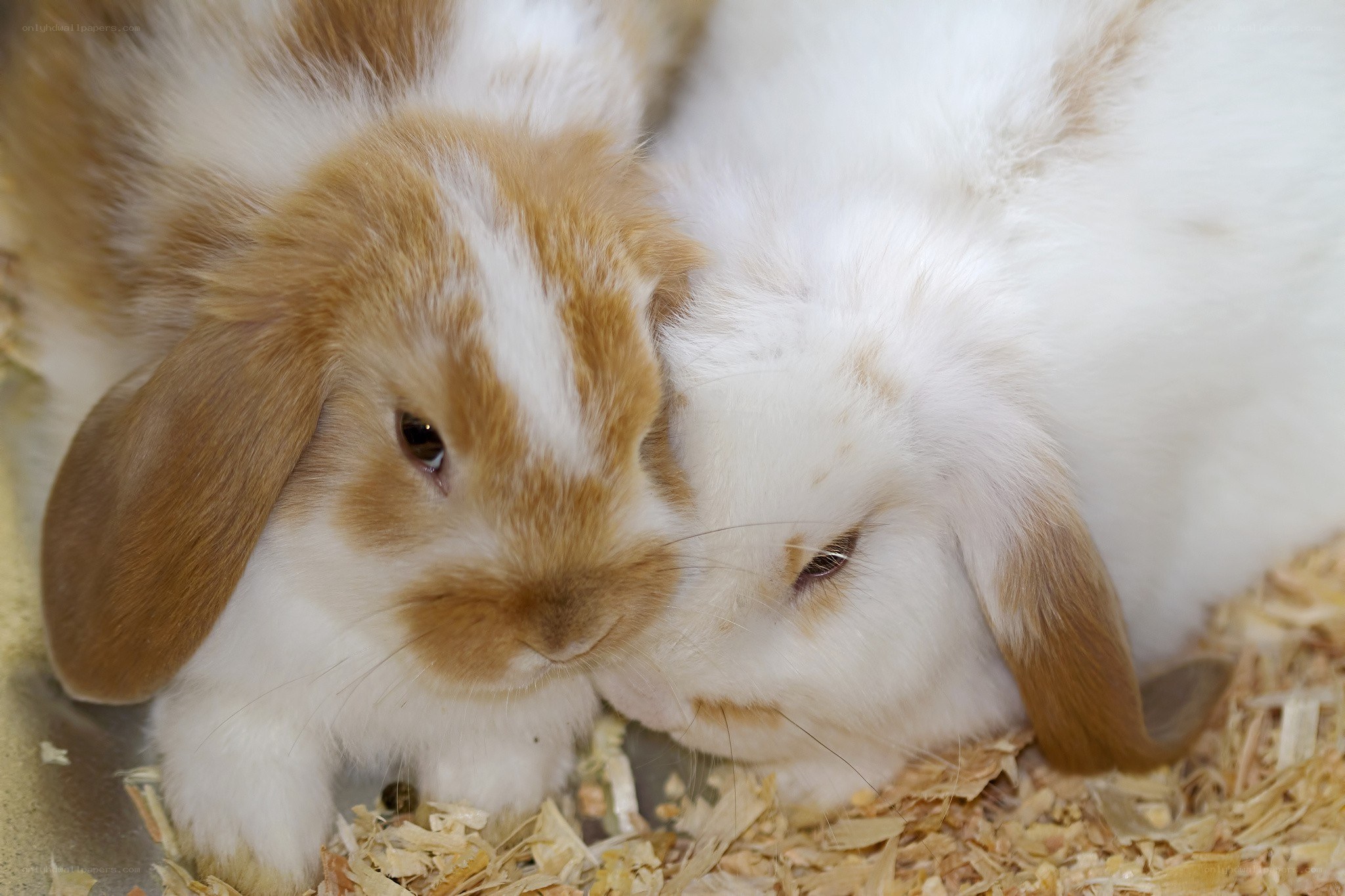 Two bunnies cuddling