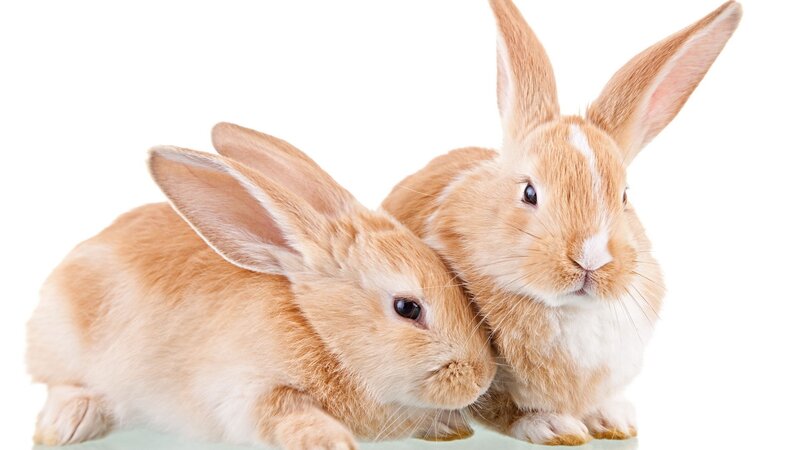 two bunnies cuddling
