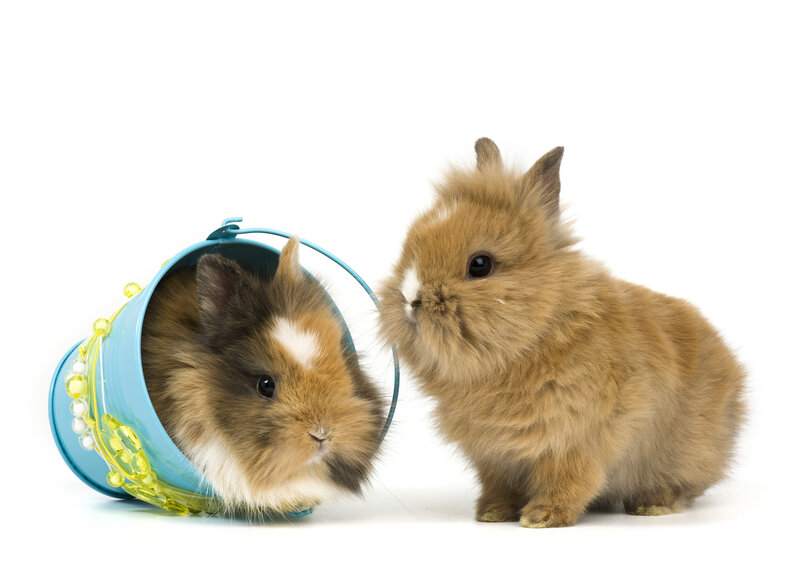 Two Bunnies in a Bucket