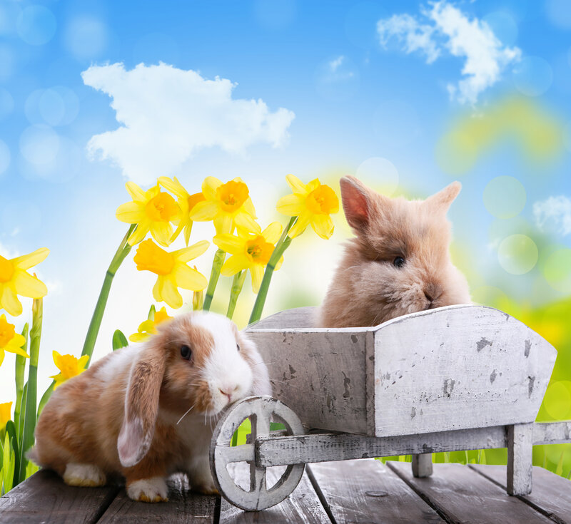 Two Bunnies in a Cart