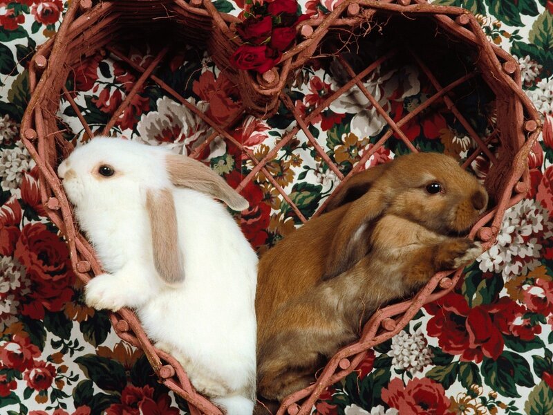 Two bunnies in a heart basket