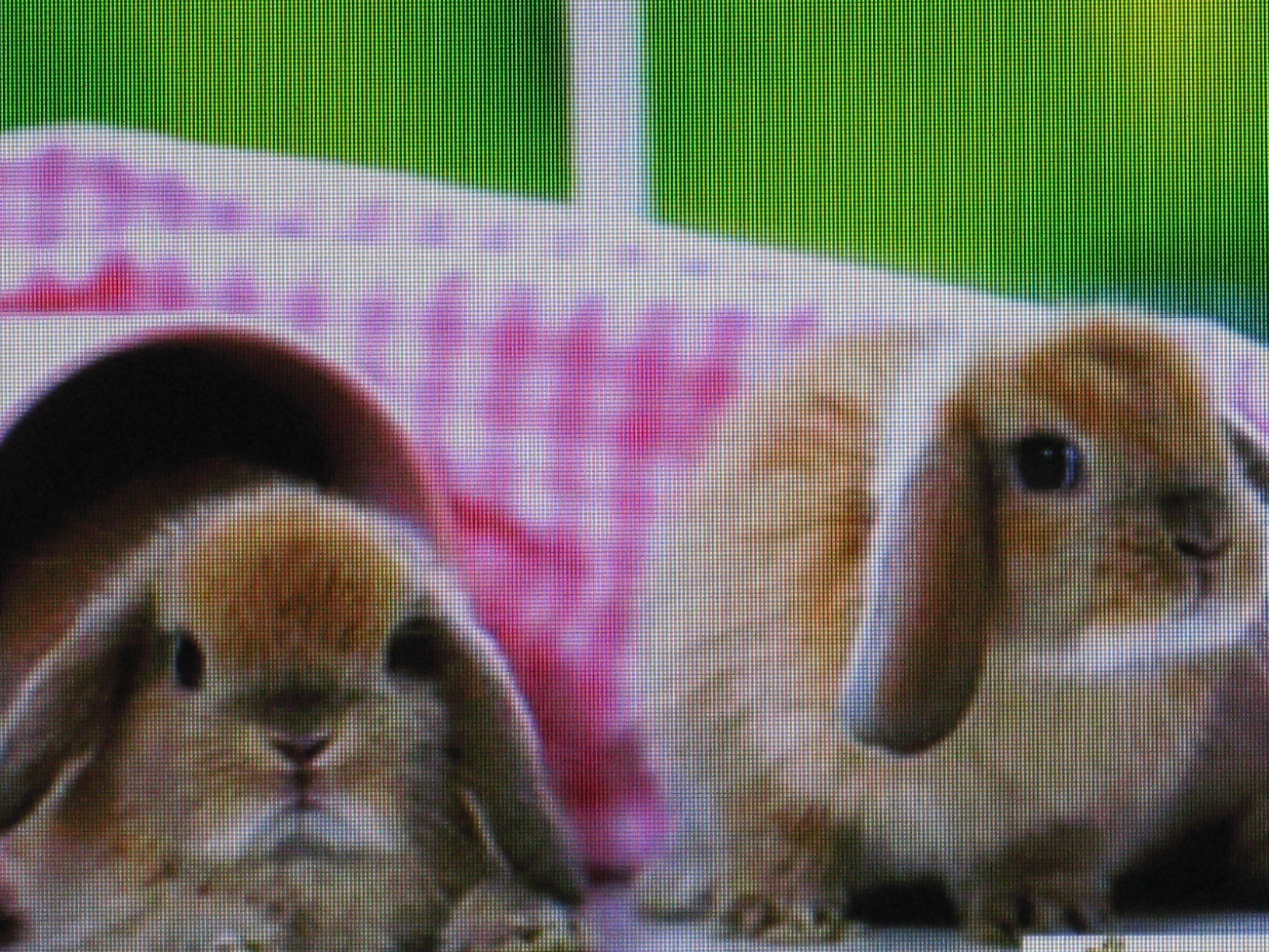 two bunnies in a tunnel
