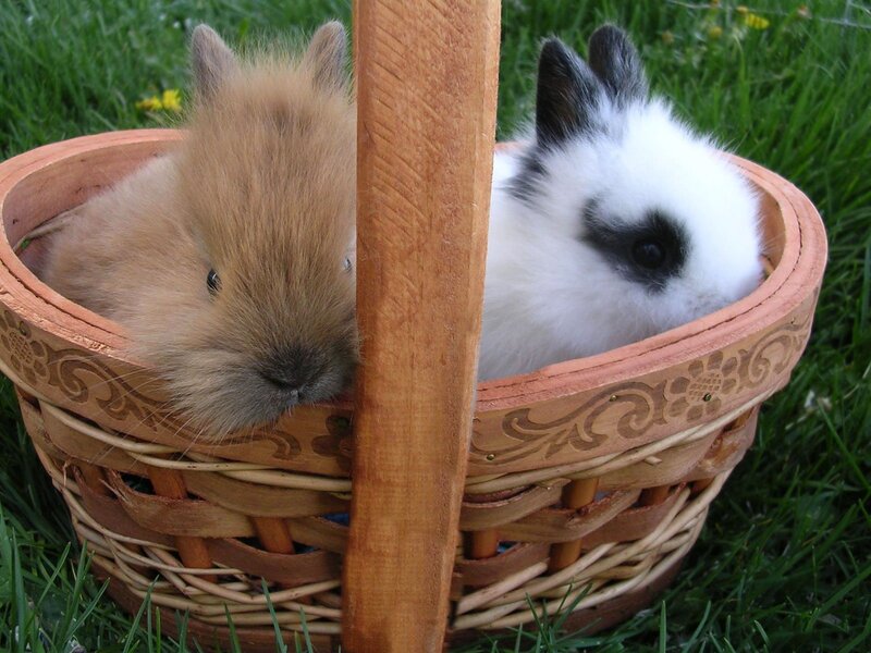 Two Bunnies in Basket — Brown