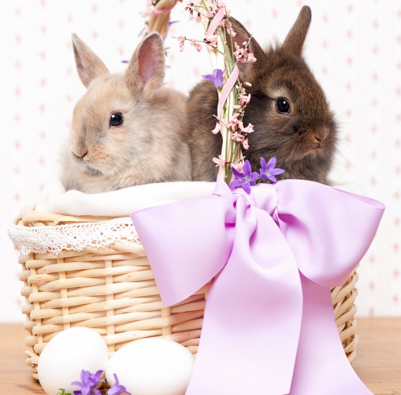 Two Bunnies in Basket — Purple, Calm