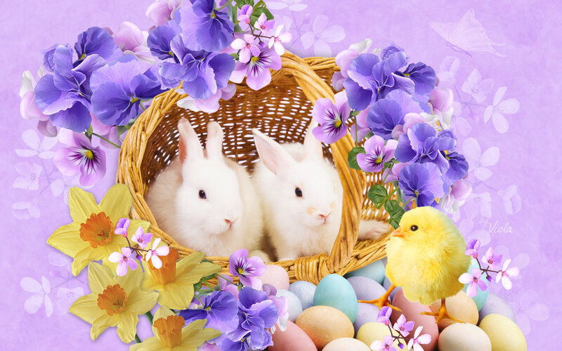 Two Bunnies in Basket — Purple, Festive