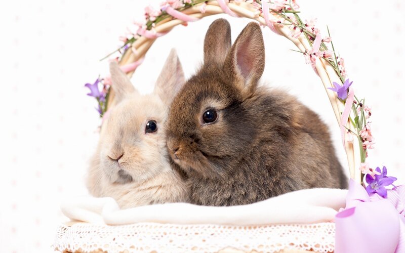 Two Bunnies in Basket — White, Calm