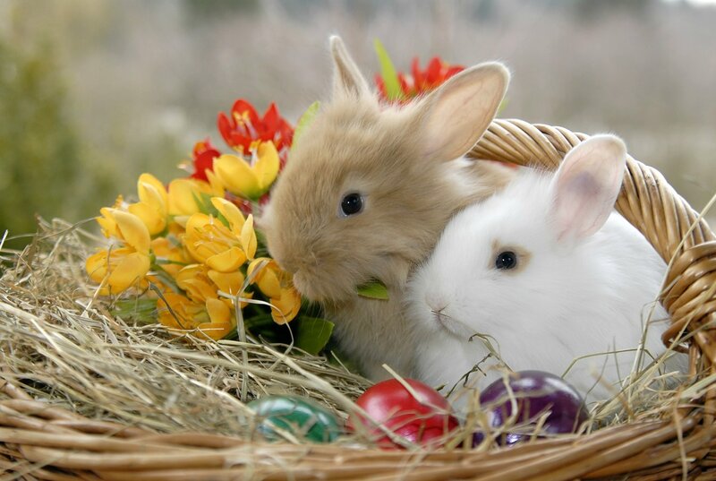 Two Bunnies in Basket — White, Peaceful