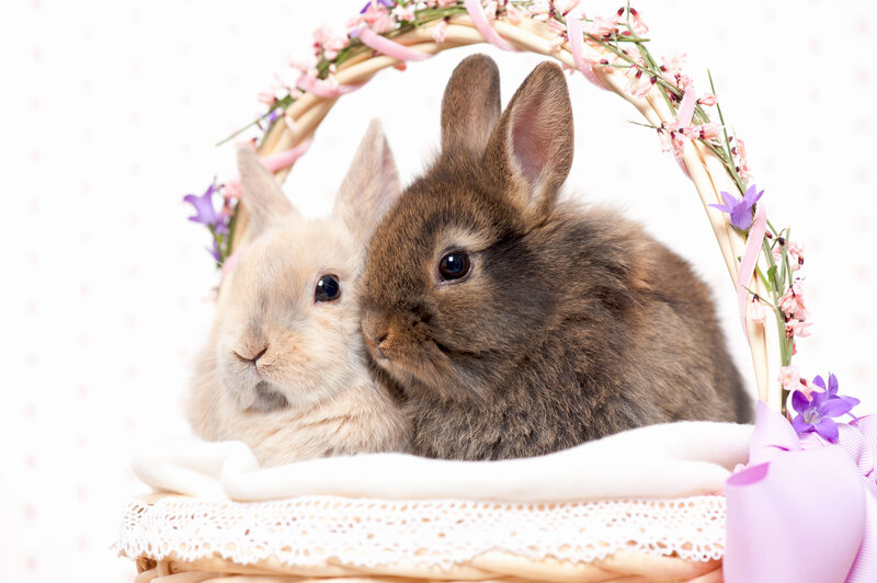 Two Bunnies in Basket — White