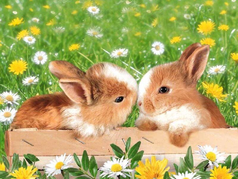 Two Bunnies in Box