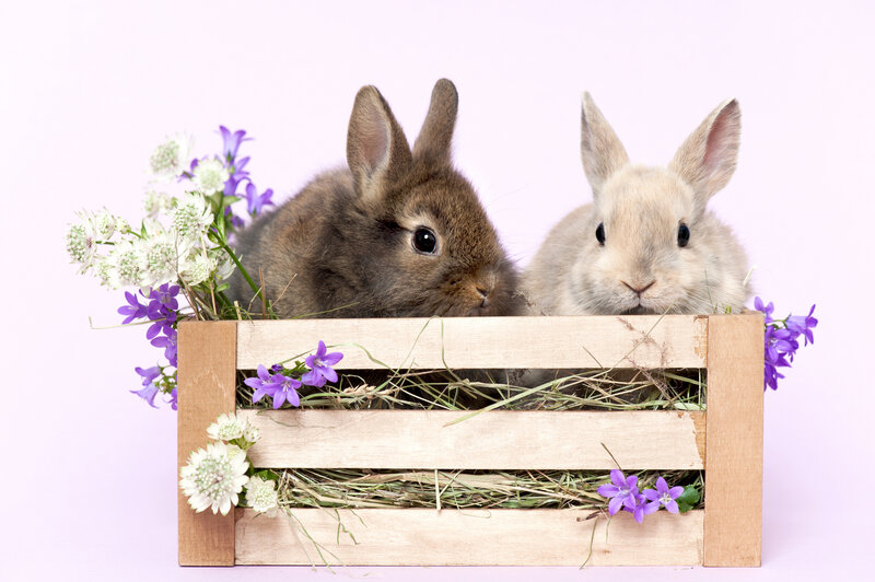 Two Bunnies in Crate