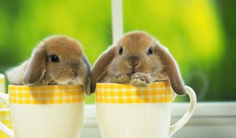 Two Bunnies in Cups — Yellow, Calm