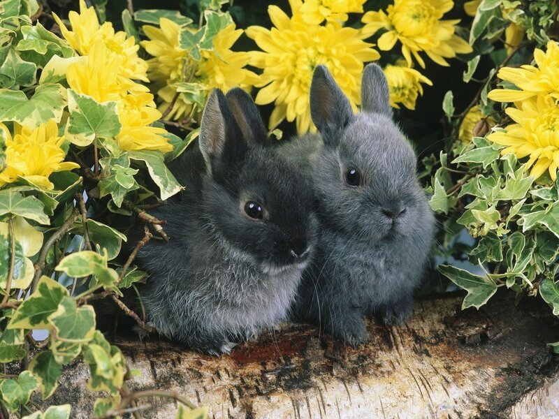 Two bunnies in flowers