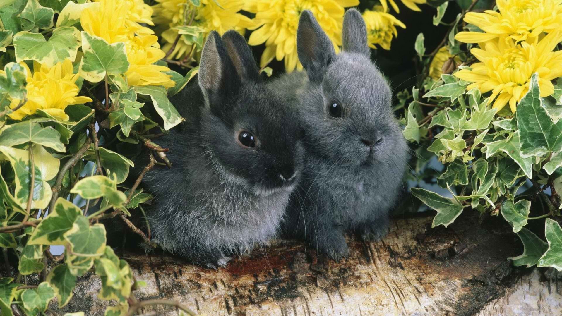 Two bunnies in flowers
