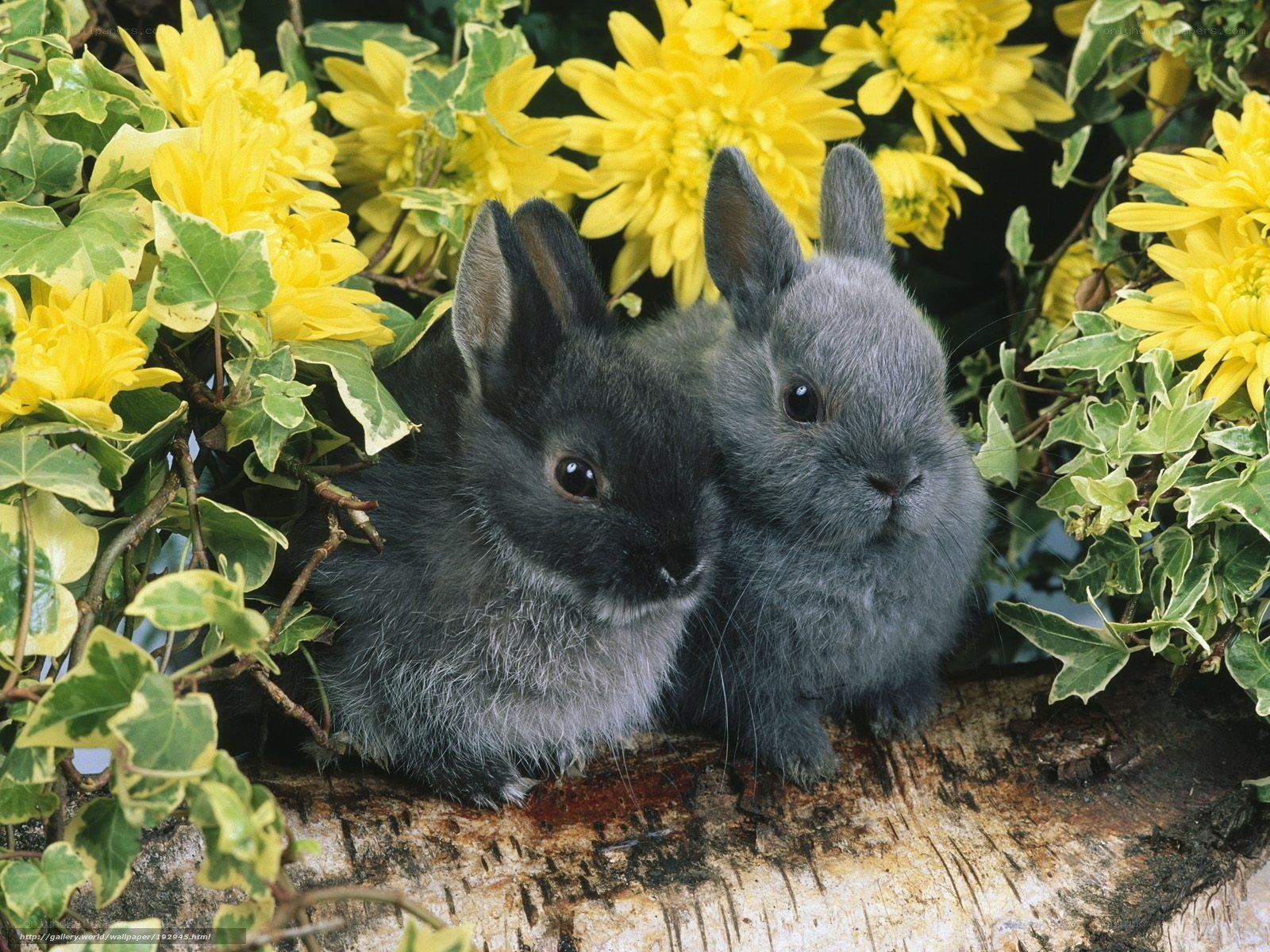 Two bunnies in flowers