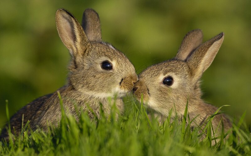 two bunnies in grass