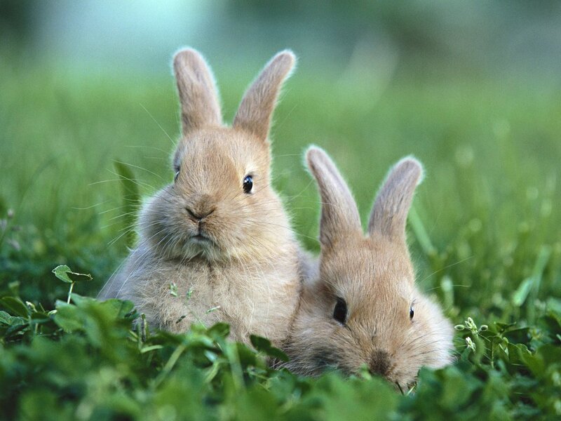Two Bunnies in Grass — Green, Calm, Afternoon