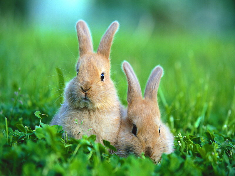 Two Bunnies in Grass — Green, Calm