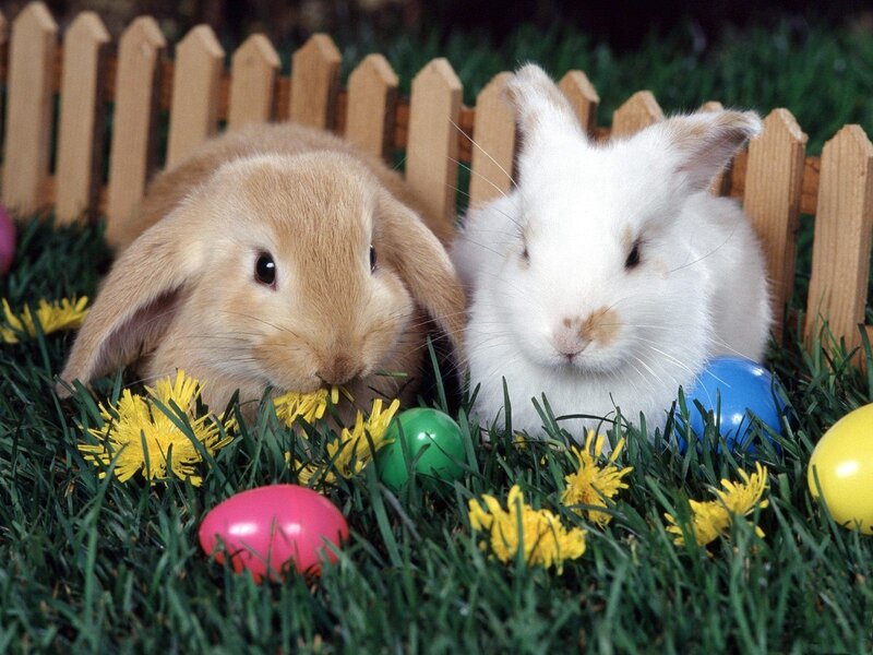 Two Bunnies in Grass — Green, Peaceful, Spring, Photograph