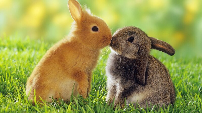 Two Bunnies in Grass — Green, Peaceful, Spring
