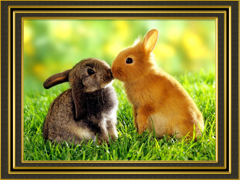 Two Bunnies in Grass — Green, Peaceful