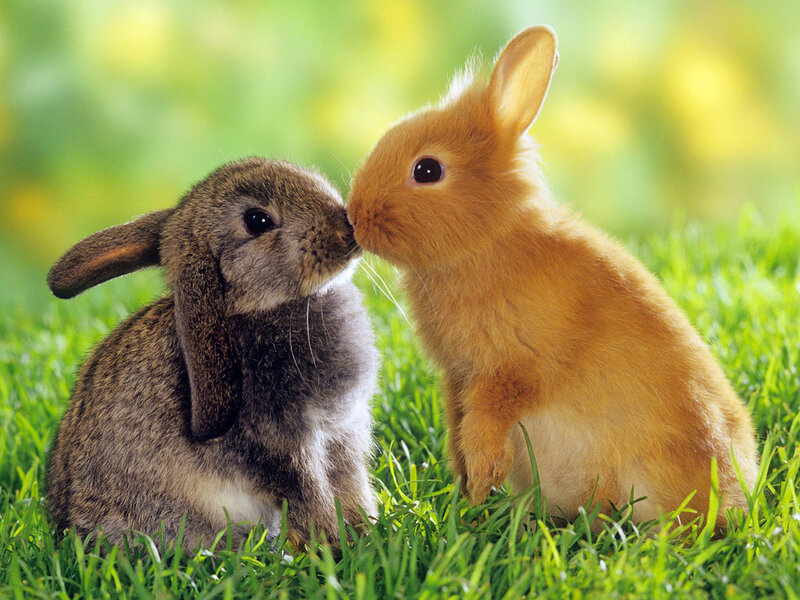 Two Bunnies in Grass — Green