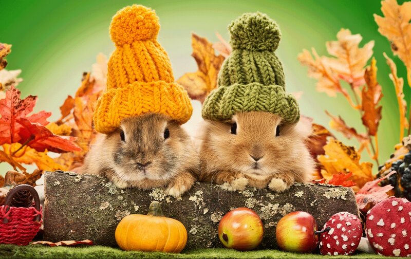 Two Bunnies in Hats