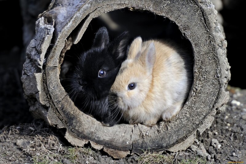 Two Bunnies in Log