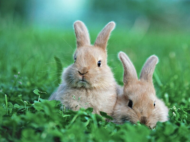 Two bunnies in the grass