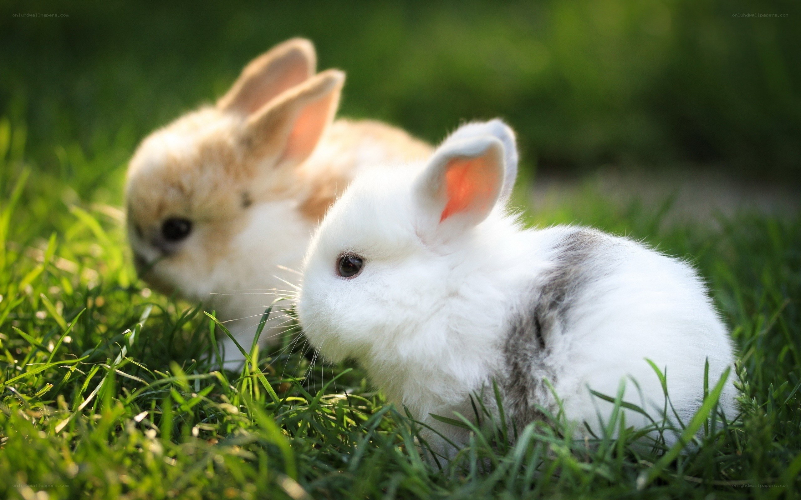 Two bunnies in the grass