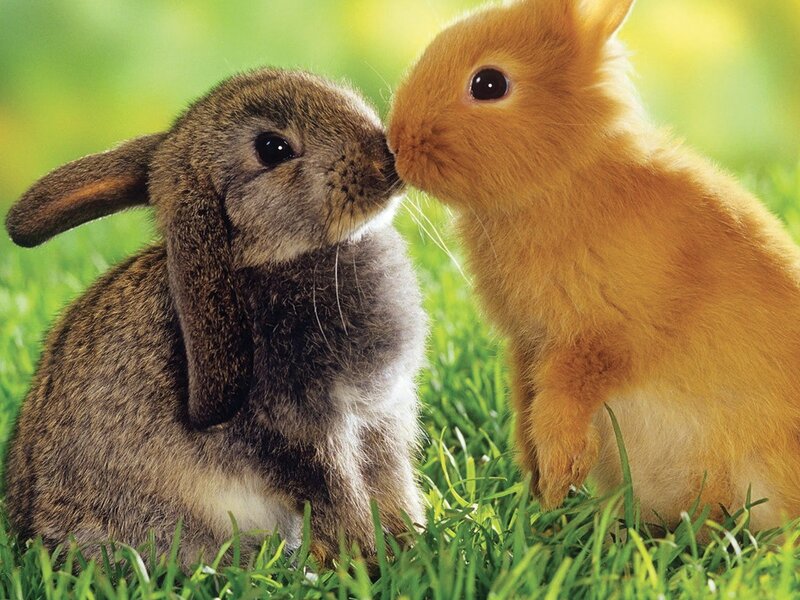 Two Bunnies Kissing — Green