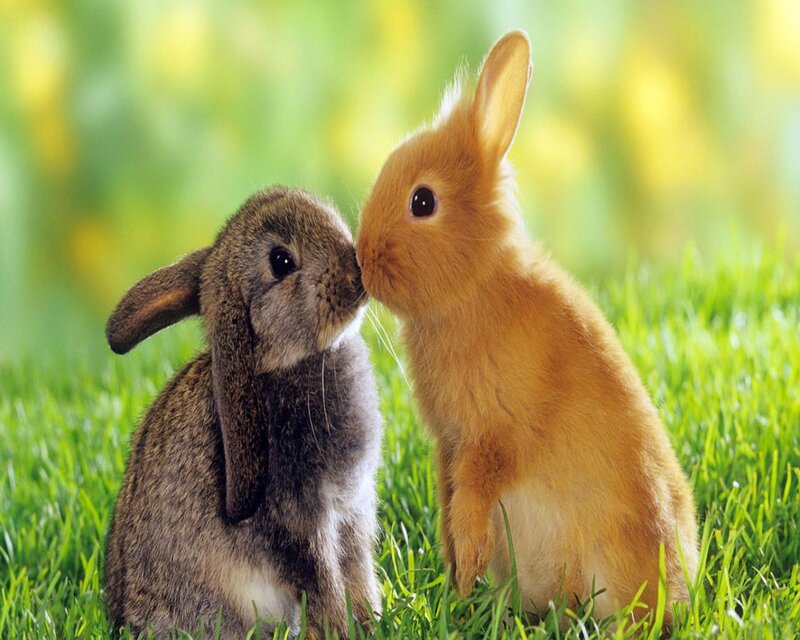 Two Bunnies Kissing
