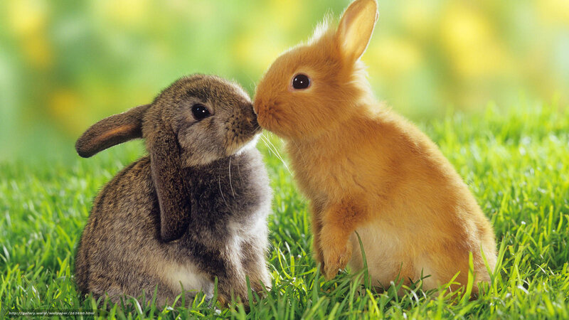 Two Bunnies Nuzzling — Green