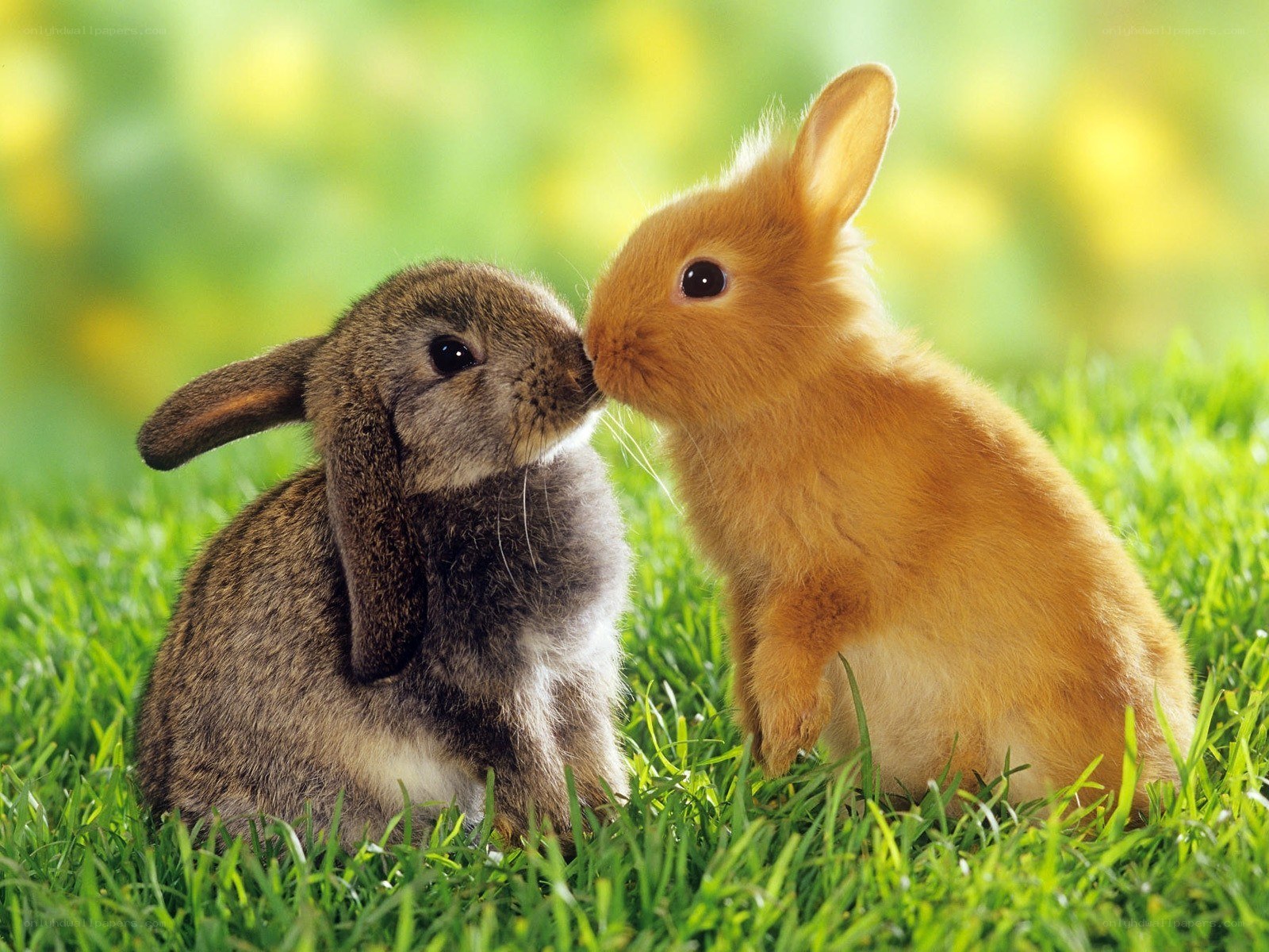 two bunnies nuzzling in grass