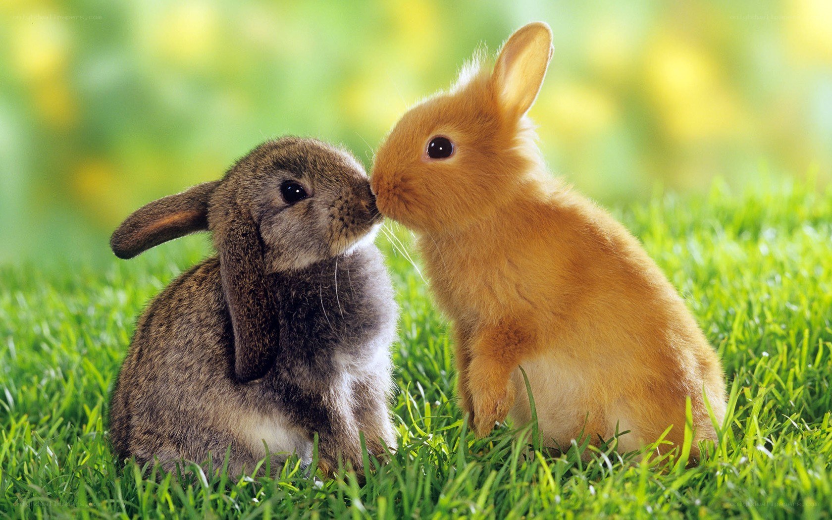 two bunnies nuzzling in grass