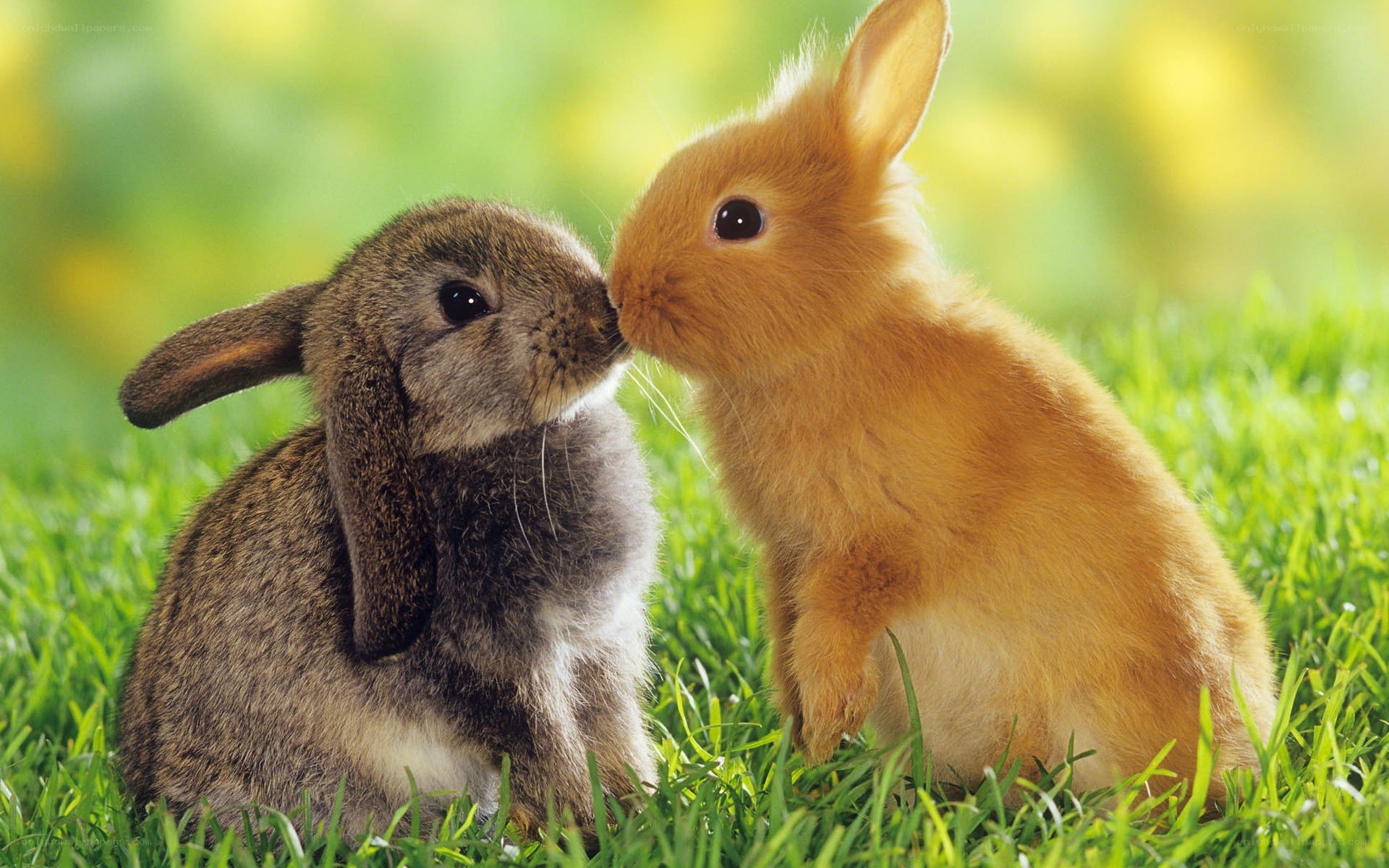 two bunnies nuzzling in grass