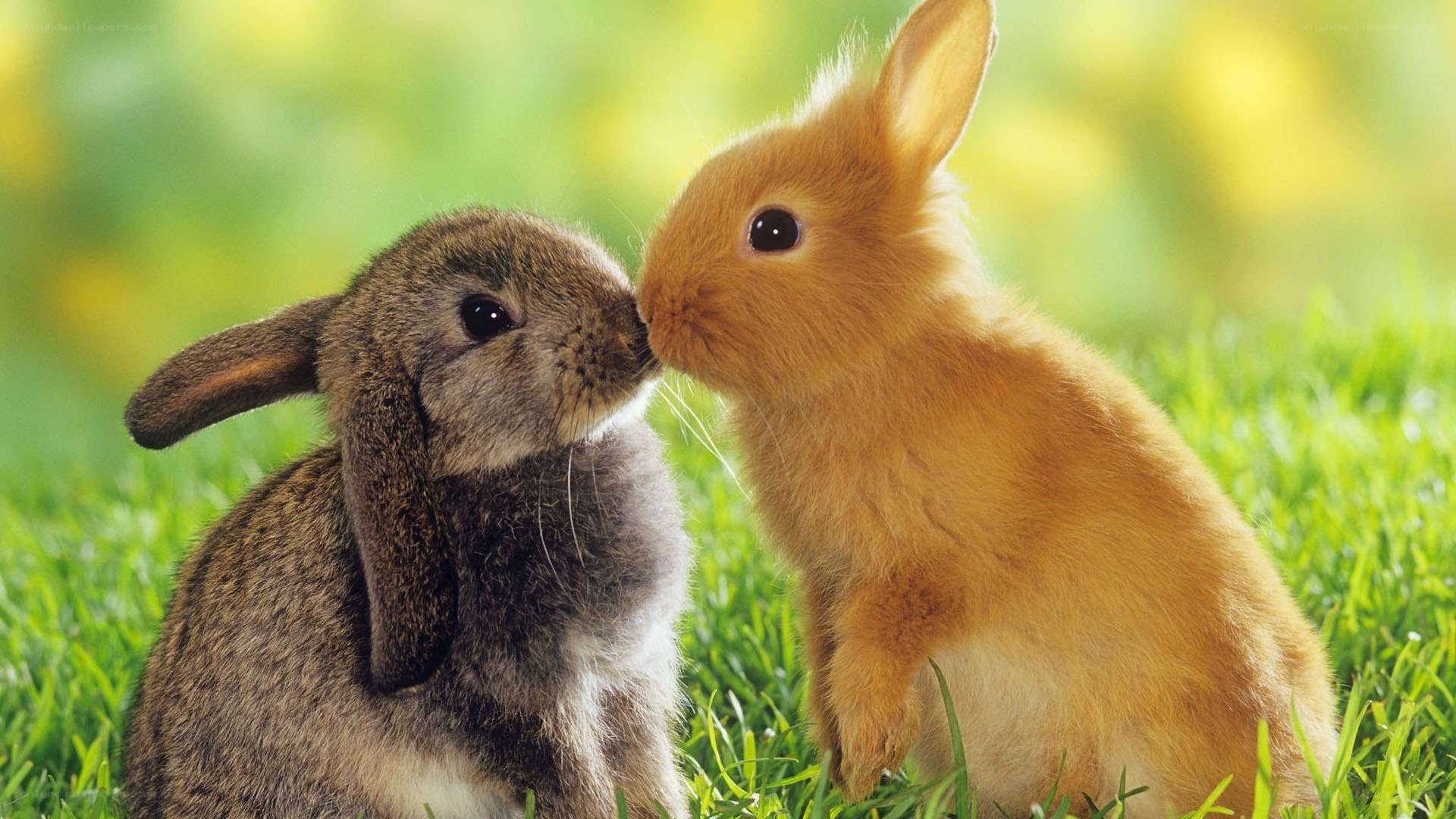 two bunnies nuzzling in grass