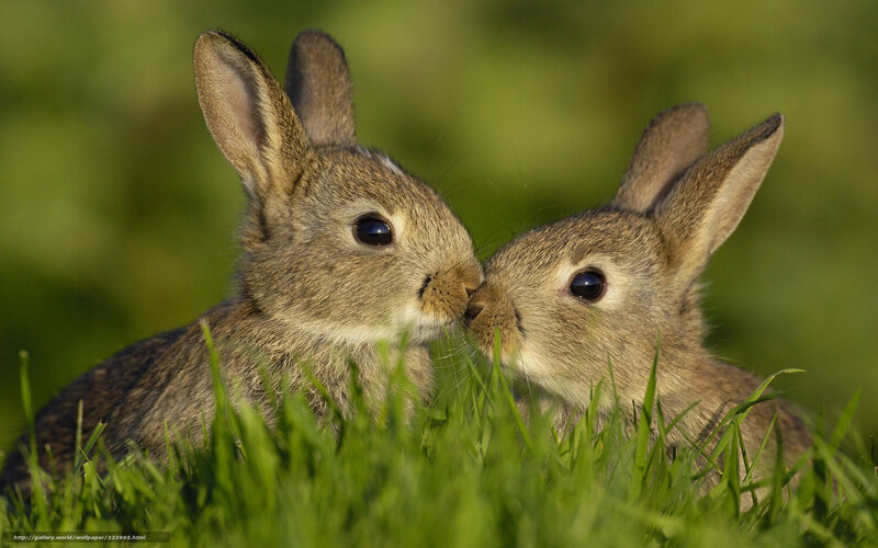 Two bunnies nuzzling in grass