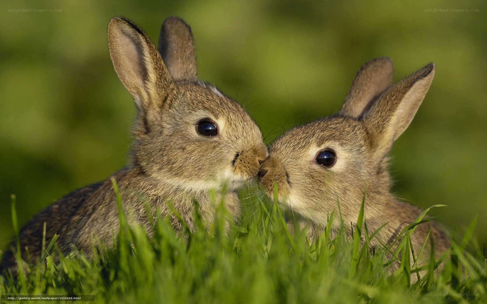Two bunnies nuzzling in grass